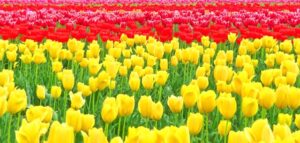 木曽三川公園センターのチューリップ祭とは？アクセスや混雑も解説