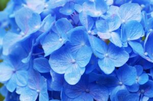 あじさいウィーク中の楊谷寺のアクセス・混雑状況を徹底解説