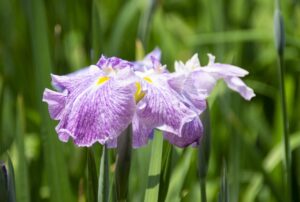 ｢なばなの里 花まつり｣アクセスと駐車場情報や6つの花まつりを紹介