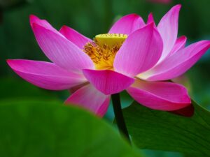 水郷佐原はす祭りとは？ハスの見頃やアクセスも解説