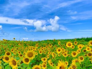 馬見丘陵公園の『馬見 ひまわりウィーク』とは？アクセス方法も解説