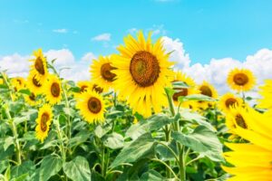 ひまわりのスポット ひまわりの丘公園とは？ひまわりの見頃やアクセス・混雑状況を解説