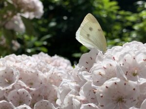 あじさいだけじゃない！みちのくあじさい園についてアクセスも一緒に解説