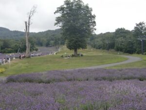 ラベンダーのスポット たんばらラベンダーパークとは？アクセスも解説