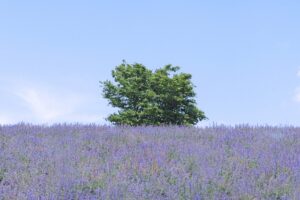 千年の苑ラベンダー園のらんざんラベンダーまつりとは？アクセスや駐車場を解説