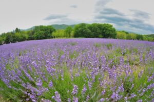 ラベンダーのスポット　ラベンダーパーク多可についてアクセスも解説