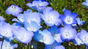 くじゅう花公園のネモフィラの見頃は？アクセス情報も解説