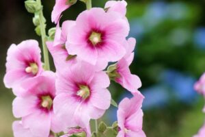 花夢の里の『あじさいとタチアオイの丘』とは？アクセスについても解説