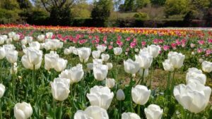 佐倉ふるさと広場 佐倉チューリップフェスタのアクセスと駐車場を紹介