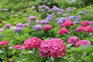 みちのくあじさい園のあじさいまつり アクセスや混雑情報･祭典情報を紹介