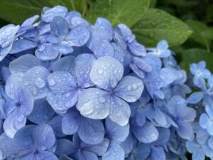 あじさいのスポット 有珠善光寺とは？あじさいの見頃やアクセスも解説