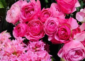 「ACAO FOREST ACAO ROSE FESTA」アクセスと駐車場、祭典情報を紹介