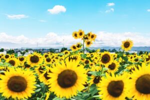 世羅高原農場のひまわりまつりとは？ひまわりの見頃やアクセスも解説