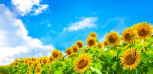 ひまわりの丘のひまわりまつりとは？ひまわりの見頃やアクセスを解説