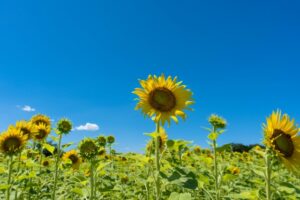 明石海峡公園のひまわりの見頃やアクセス・駐車場情報も徹底解説