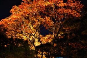 栗林公園秋のライトアップ(2023)アクセス･お薦め駐車場･紅葉の見頃
