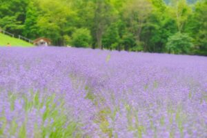 河口湖ハーブフェスティバルとは？ラベンダーの見頃やアクセスを解説