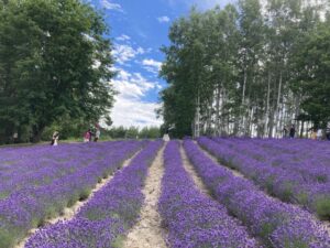 「千年の苑ラベンダー園 らんざんラベンダーまつり」の祭典情報を紹介