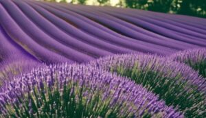 「山梨県河口湖畔　河口湖ハーブフェスティバル」の祭典情報等を紹介