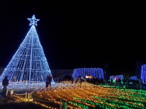 まんのう公園サマーフェスタとは？コキアのライトアップやアクセスも徹底解説