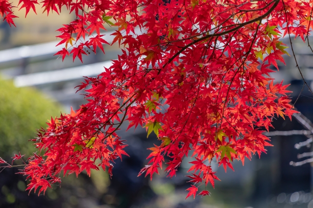 神戸市立森林植物園の森林もみじ散策とは？紅葉の見頃や混雑状況も解説