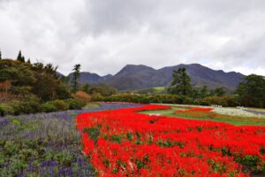 くじゅう花公園 花の祭典 アクセスと駐車場情報や混雑状況を徹底解説
