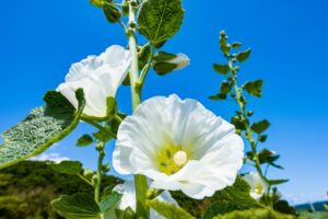 花夢の里のヘブンリーブルーの丘とは？アクセスも合わせて解説