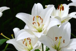 ユリのスポット　福智山ろく花公園とは？ユリの見頃やアクセスも解説