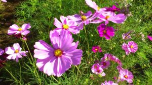 コスモスのスポット　清住コスモス園とは？コスモスの見頃やアクセスを解説