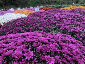 世羅高原農場のダリアとガーデンマム祭とは？アクセスも合わせて解説