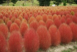 馬見丘陵公園の『馬見フラワーフェスタ』とは？アクセス方法も解説