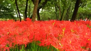 巾着田曼珠沙華まつりとは？見頃やアクセス・混雑状況も徹底解説