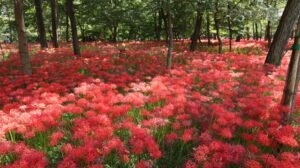 羽黒山公園の彼岸花の里まつりとは？彼岸花の見頃やアクセスも合わせて解説