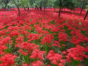 彼岸花のスポット 桂浜園地とは？彼岸花の見頃やアクセスを解説