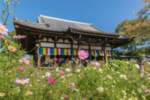 コスモスシーズン中の般若寺のアクセス・混雑状況を徹底解説