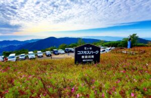 コスモスのスポット 鷲ヶ峰コスモスパークとは？コスモスの見頃やアクセス情報を解説
