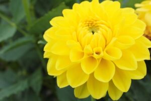 ダリアのスポット　川西ダリヤ園とは？ダリアの見頃やアクセスを解説