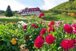 ダリアのスポット 秋田国際ダリア園とは？ダリアの見頃やアクセスを解説