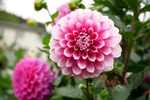 ダリアのスポット 黒川ダリヤ園とは？ダリアの見頃やアクセスを解説