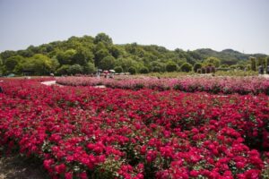 ぎふワールド・ローズガーデンの秋のローズウィークとは？秋バラの見頃、アクセスを解説