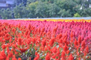 ケイトウのスポット　国営武蔵丘陵森林公園とは？見頃やアクセスを解説