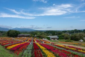 ケイトウのスポット 那須フラワーワールドとは？見頃やアクセスも解説