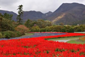 くじゅう花公園のオータムフラワーフェスタとは？アクセス情報も解説