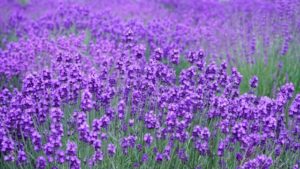 香山ラベンダーの丘のコスモスフェスタとは？コスモスの見頃やアクセスを解説