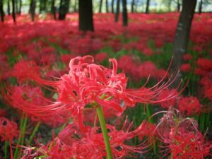 彼岸花のスポット権現堂公園とは？曼殊沙華まつりやアクセス等を解説