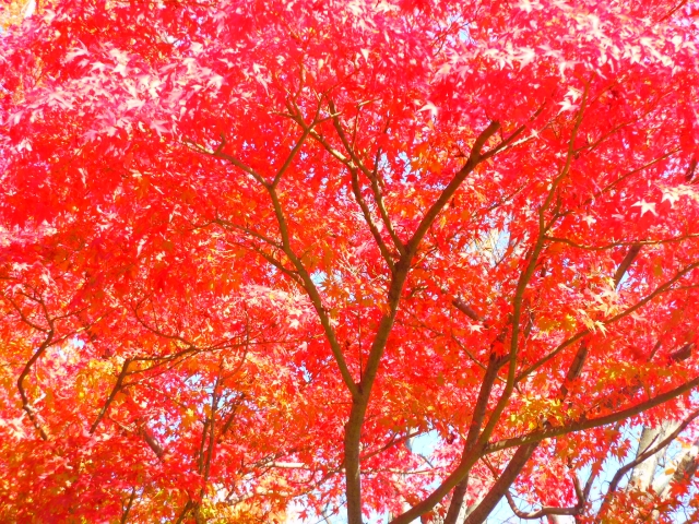 和歌山城西之丸庭園（紅葉渓庭園）の紅葉の見頃やアクセスを解説