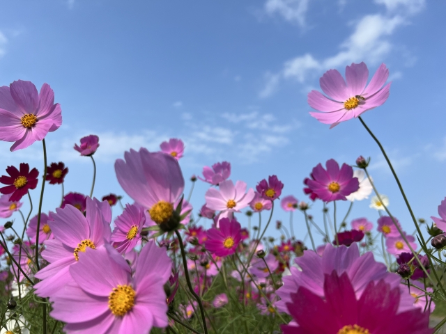 春の花畑もおすすめ！志摩市観光農園の春の開園期間とアクセスを解説