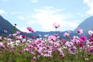 三光コスモス園の三光コスモス祭りとは？アクセスや混雑状況も徹底解説