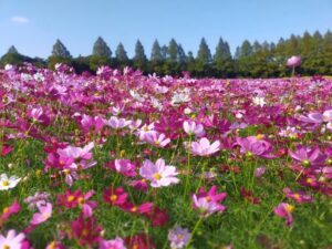 コスモスのスポット 花の駅 生駒高原とは？コスモスまつりやアクセスを解説