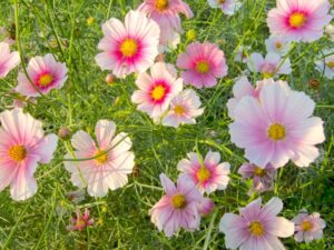 コスモスのスポット 夢コスモス園とは？アクセスや混雑状況を解説